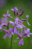 Hesperis matronalis