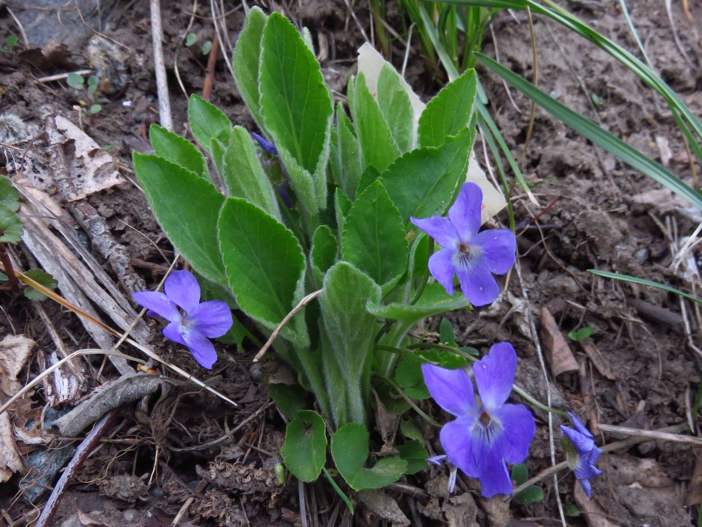 Image of Viola hirta specimen.