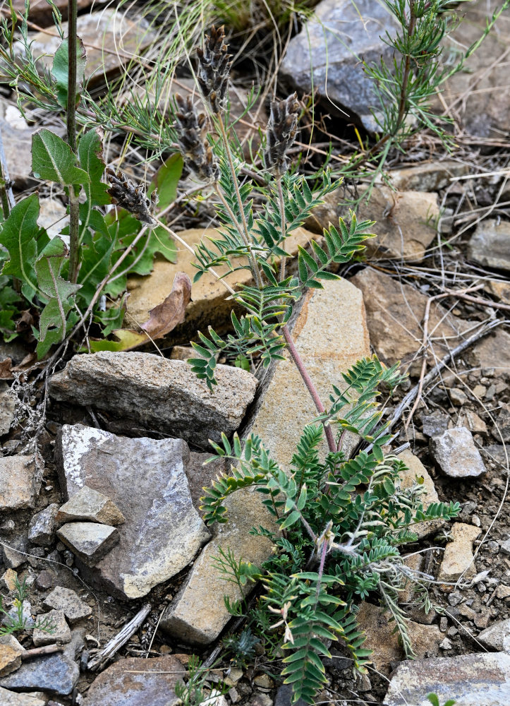 Изображение особи Oxytropis pilosa.