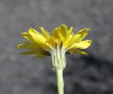 Crepis sonchifolia