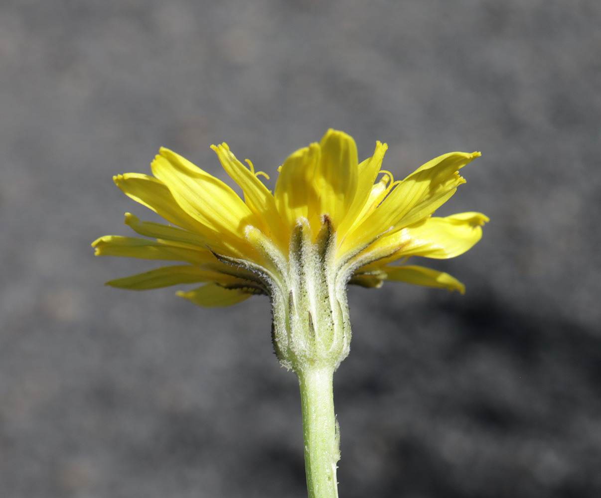 Изображение особи Crepis sonchifolia.