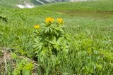 Trollius ranunculinus