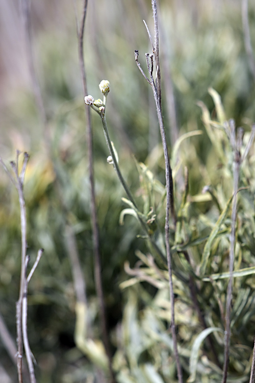 Image of Lepidolopha talassica specimen.
