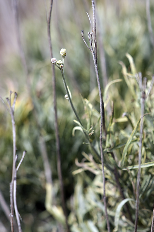 Изображение особи Lepidolopha talassica.