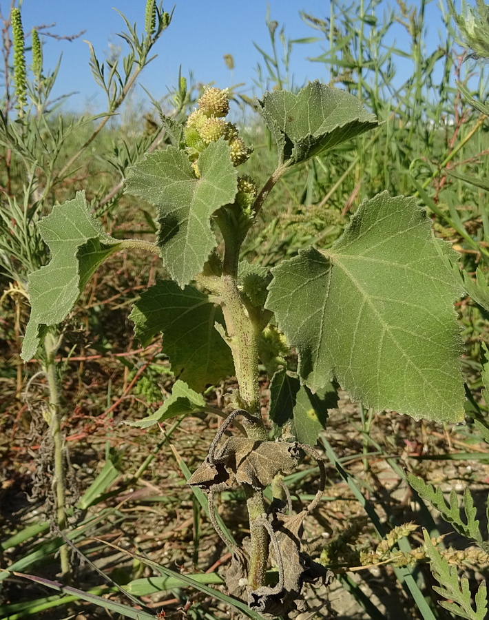 Image of Xanthium orientale specimen.