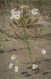 Tripleurospermum inodorum