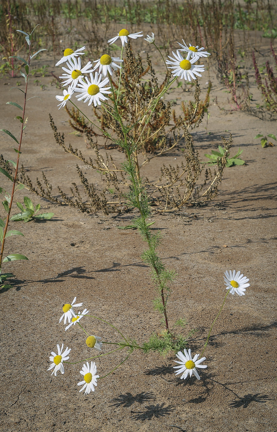 Изображение особи Tripleurospermum inodorum.