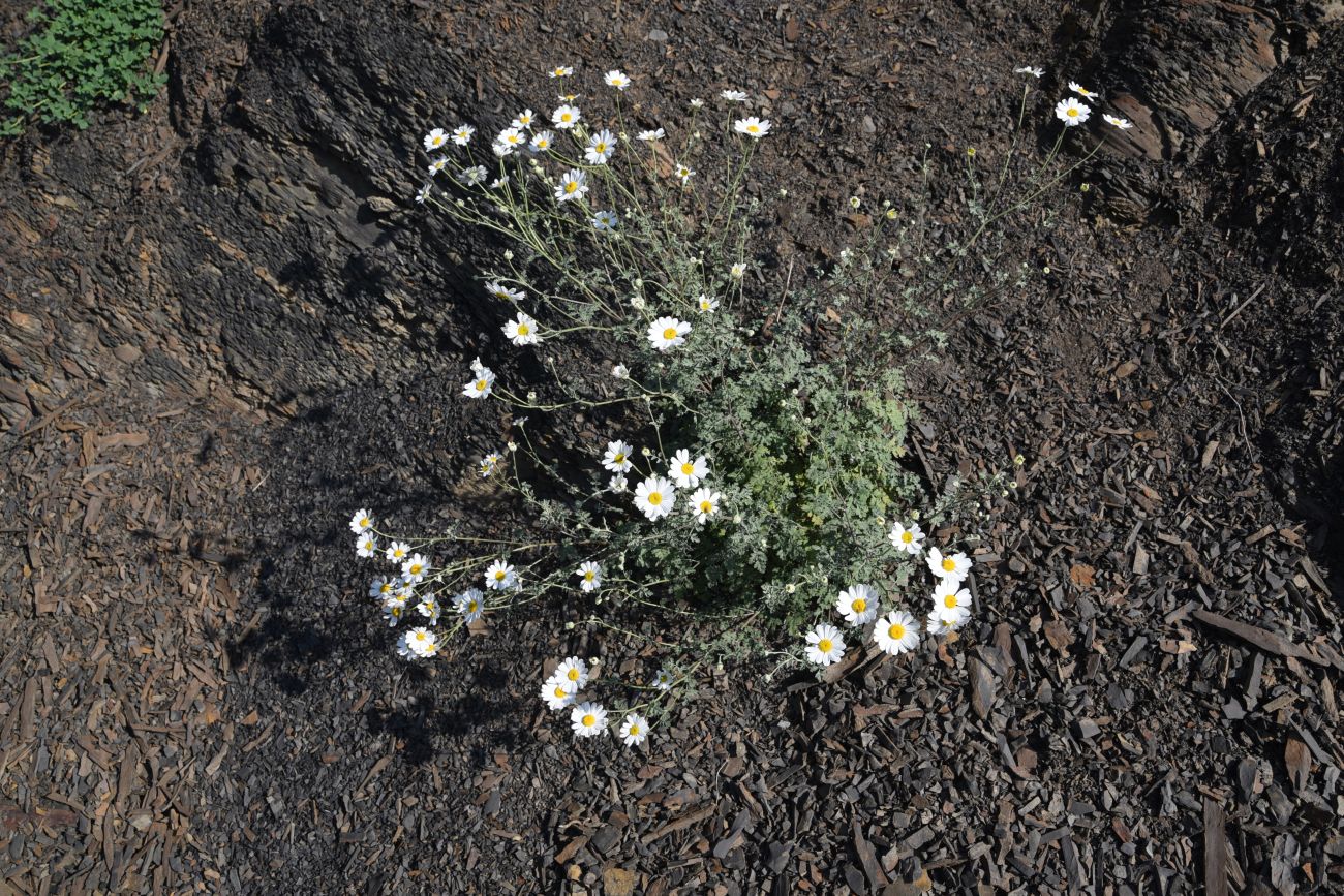 Изображение особи Pyrethrum demetrii.