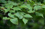 Betula ermanii