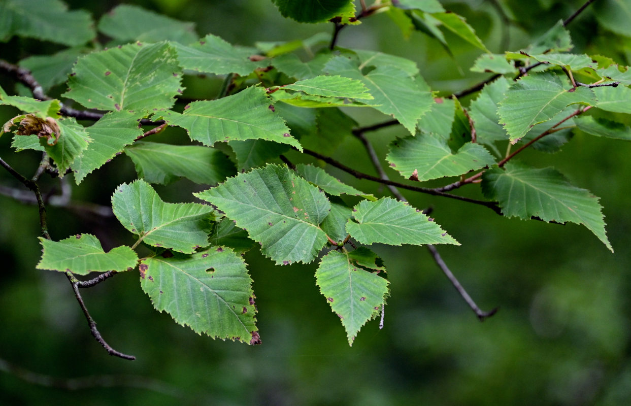 Изображение особи Betula ermanii.