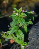 Epilobium