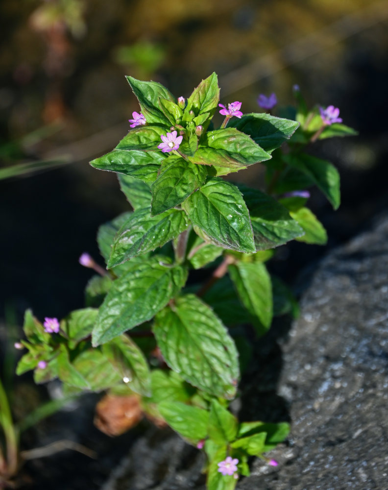 Изображение особи род Epilobium.