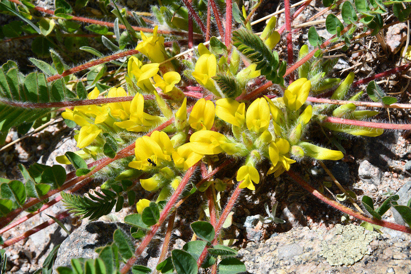 Изображение особи Astragalus schanginianus.