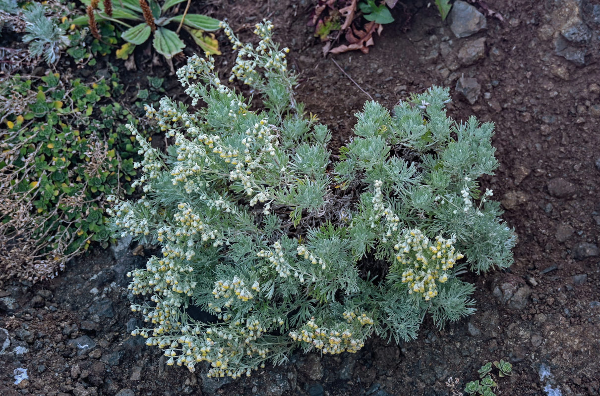 Изображение особи Artemisia schmidtiana.