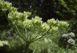 Heracleum sphondylium. Соплодие. Испания, автономное сообщество Каталония, провинция Жирона, комарка Рипольес, муниципалитет Сеткасес, окр. н.п. Сеткасес, ≈1300 м н.у.м., верховья р. Тер, небольшая пересыхающая излучина, высокотравные заросли. 27.07.2021.