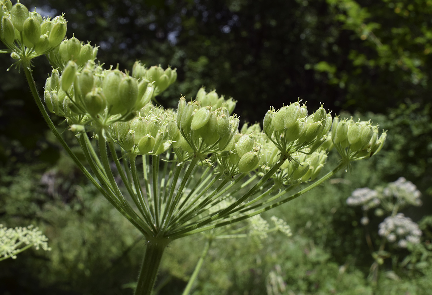 Image of Heracleum sphondylium specimen.