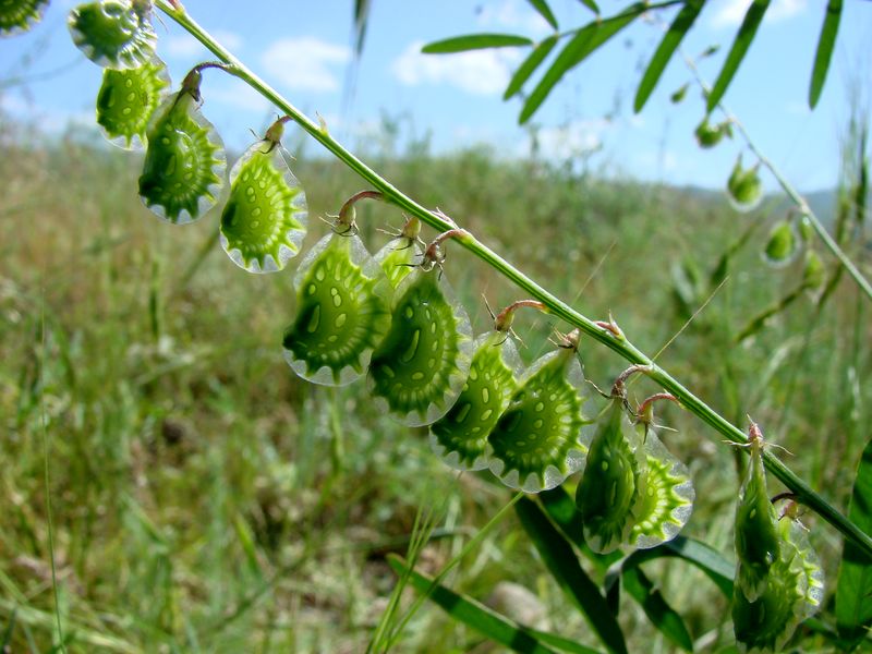 Изображение особи Onobrychis pulchella.