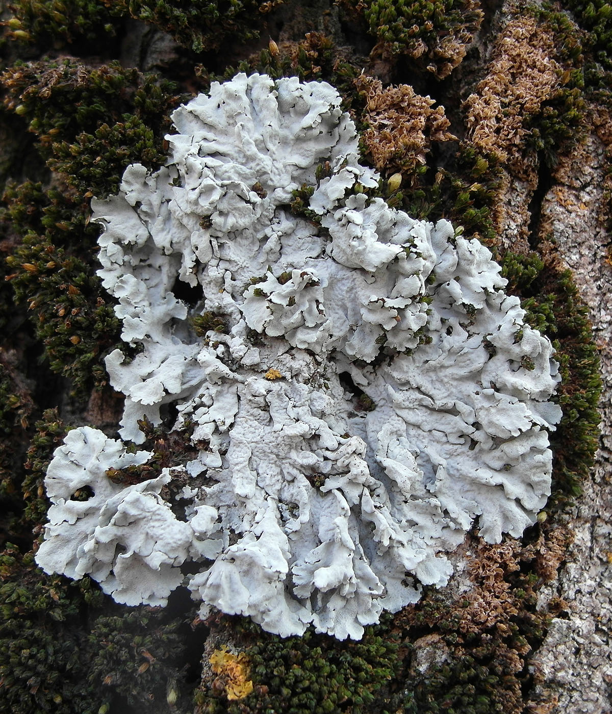 Image of Physcia biziana specimen.