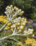 Helichrysum orientale