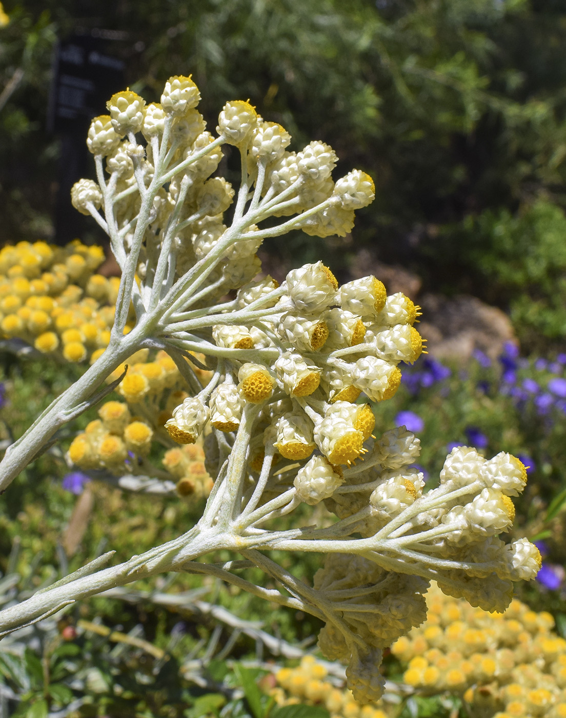 Изображение особи Helichrysum orientale.