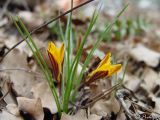 Crocus angustifolius