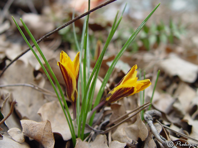 Изображение особи Crocus angustifolius.