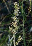 Silene chersonensis