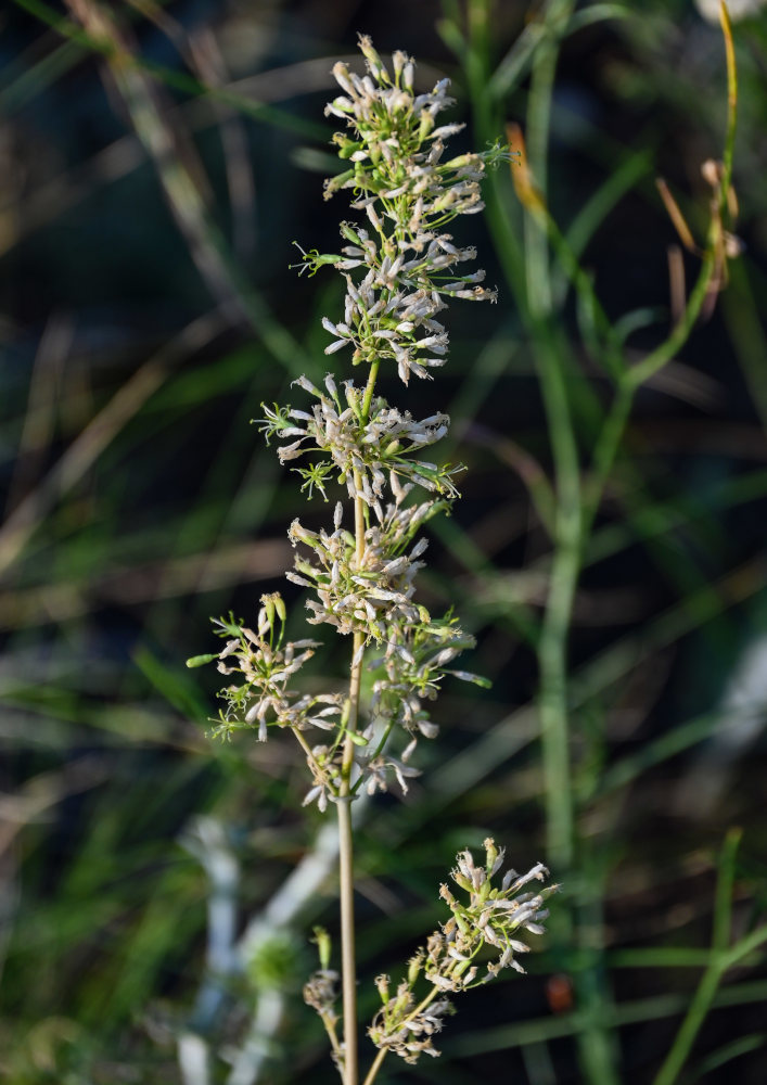 Image of Silene chersonensis specimen.