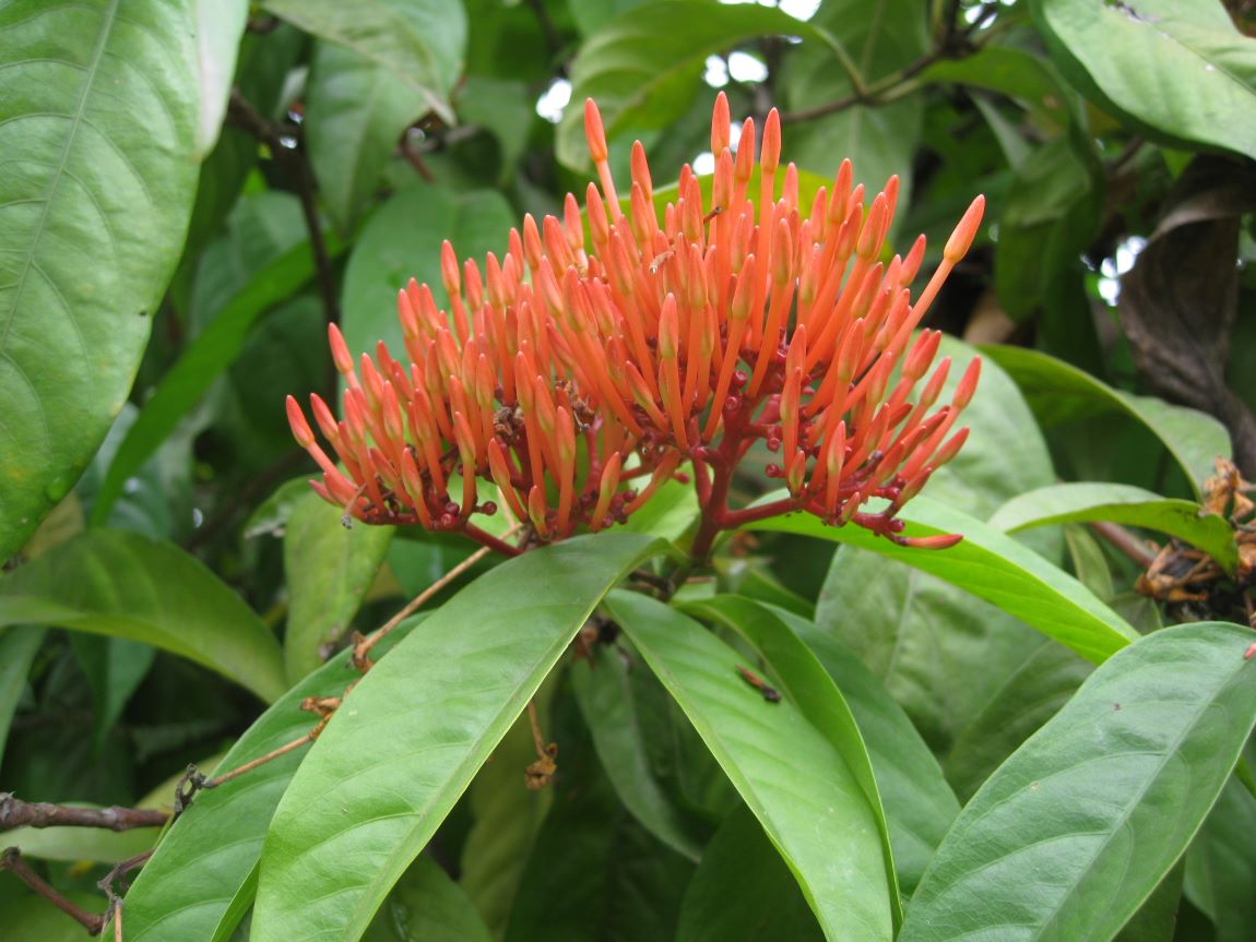 Изображение особи Ixora coccinea.