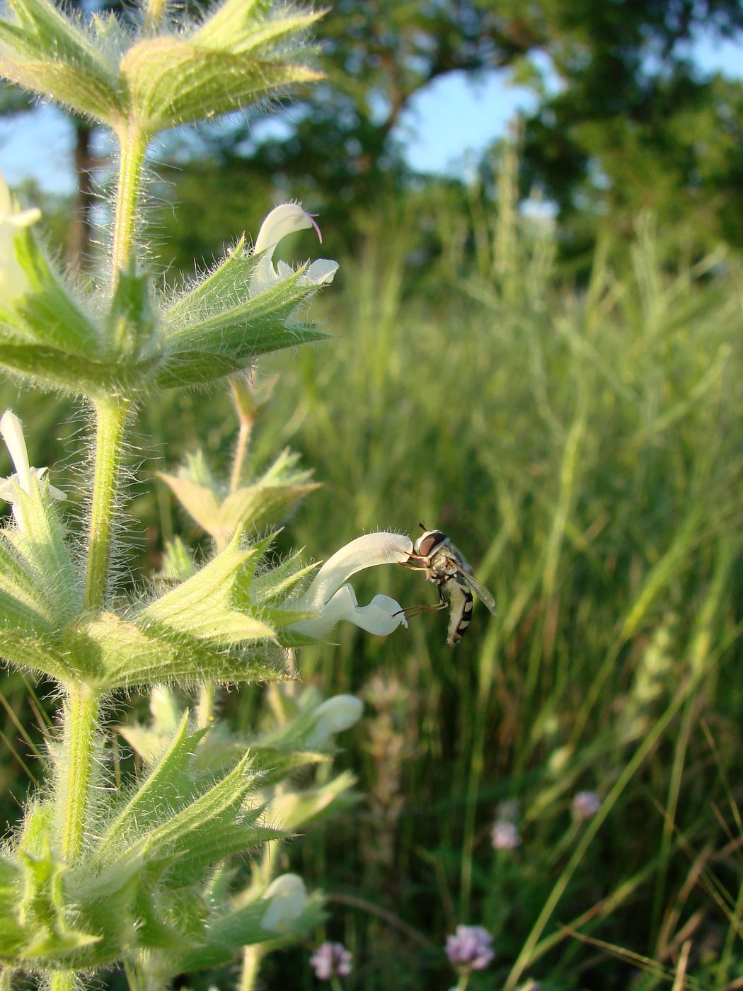 Изображение особи Salvia spinosa.