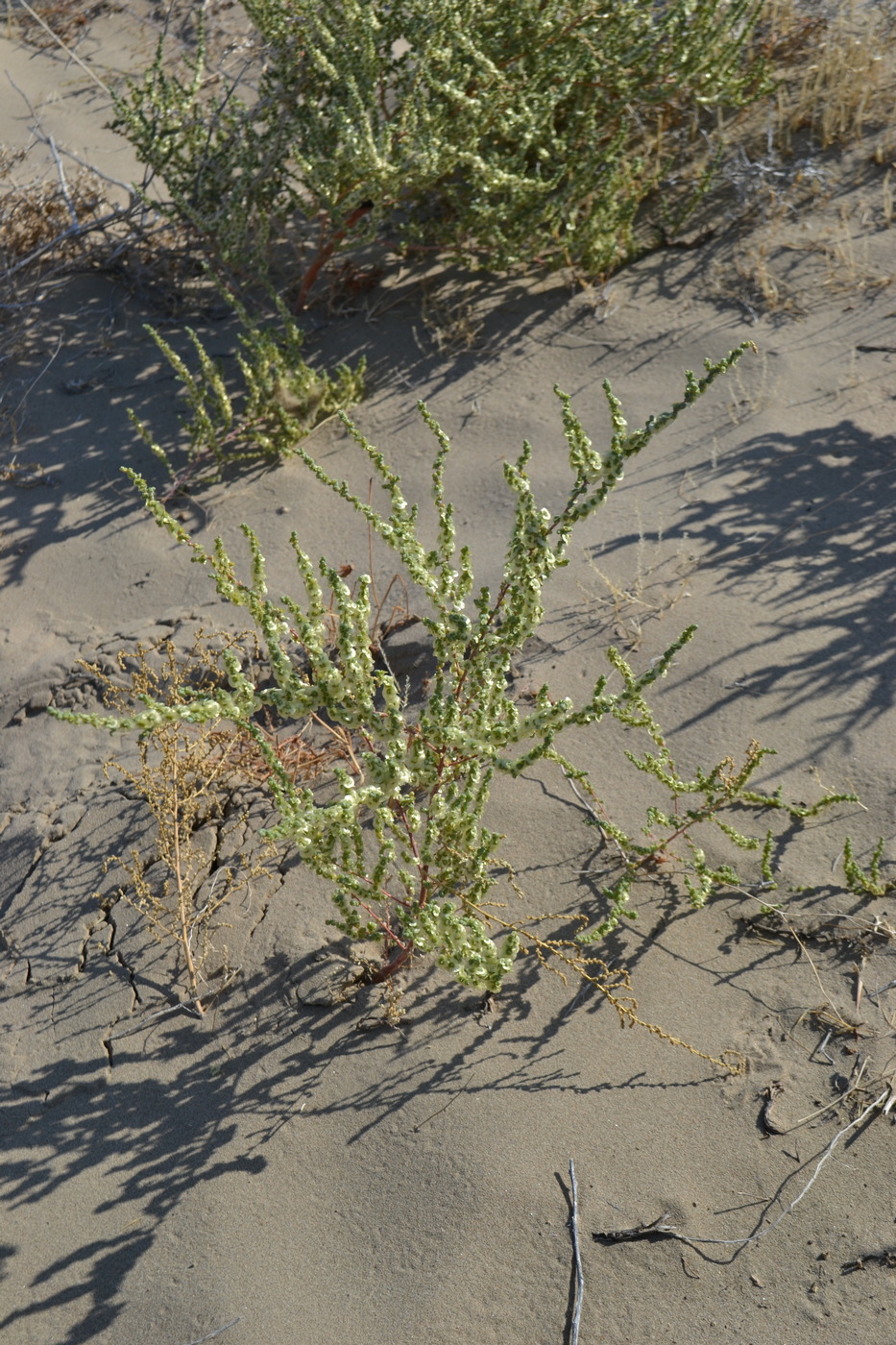 Image of Salsola nitraria specimen.