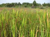 Bolboschoenus maritimus. Плодоносящие растения (в сообществе с Typha latifolia). Томск, Золоотвал ГРЭС-2, обсохшее днище отстойника. 03.09.2013.