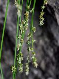 genus Carex. Соцветия. Грузия, Имеретия, г. Кутаиси, на скале. 15.06.2023.