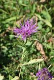 genus Centaurea. Верхушка цветущего растения. Адыгея, Кавказский биосферный заповедник, плато Лагонаки, 2 км к северо-западу от горы Нагай-Кош, луг. 16 августа 2023 г.