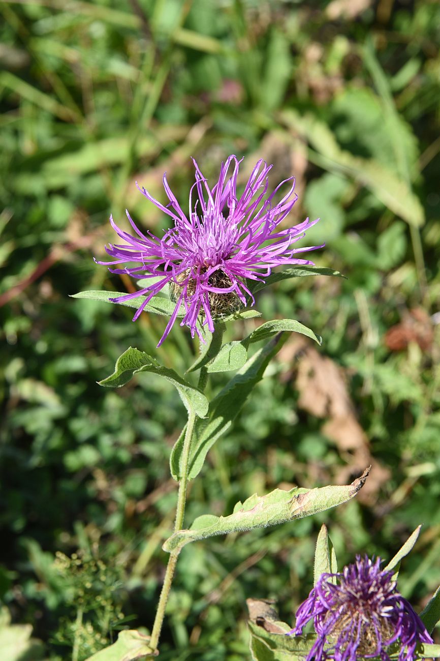 Изображение особи род Centaurea.