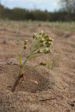 Petasites spurius