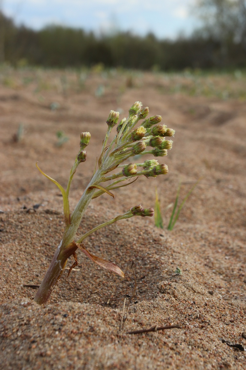 Image of Petasites spurius specimen.