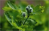 Chelidonium majus