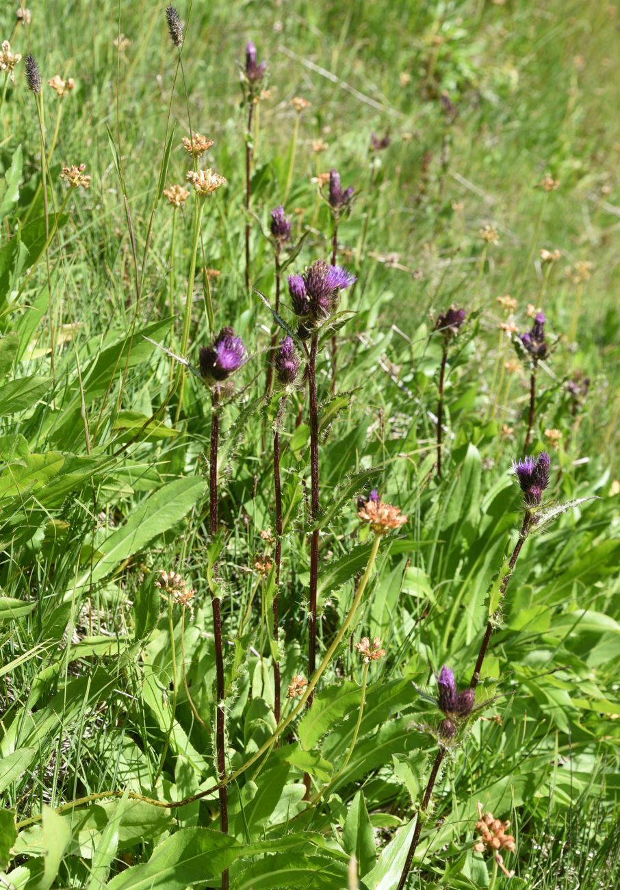 Изображение особи Cirsium simplex.