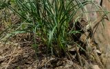 Allium strictum