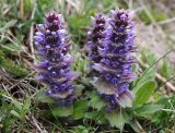 Ajuga orientalis