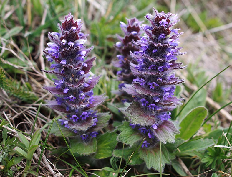 Image of Ajuga orientalis specimen.