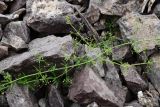 Galium aparine