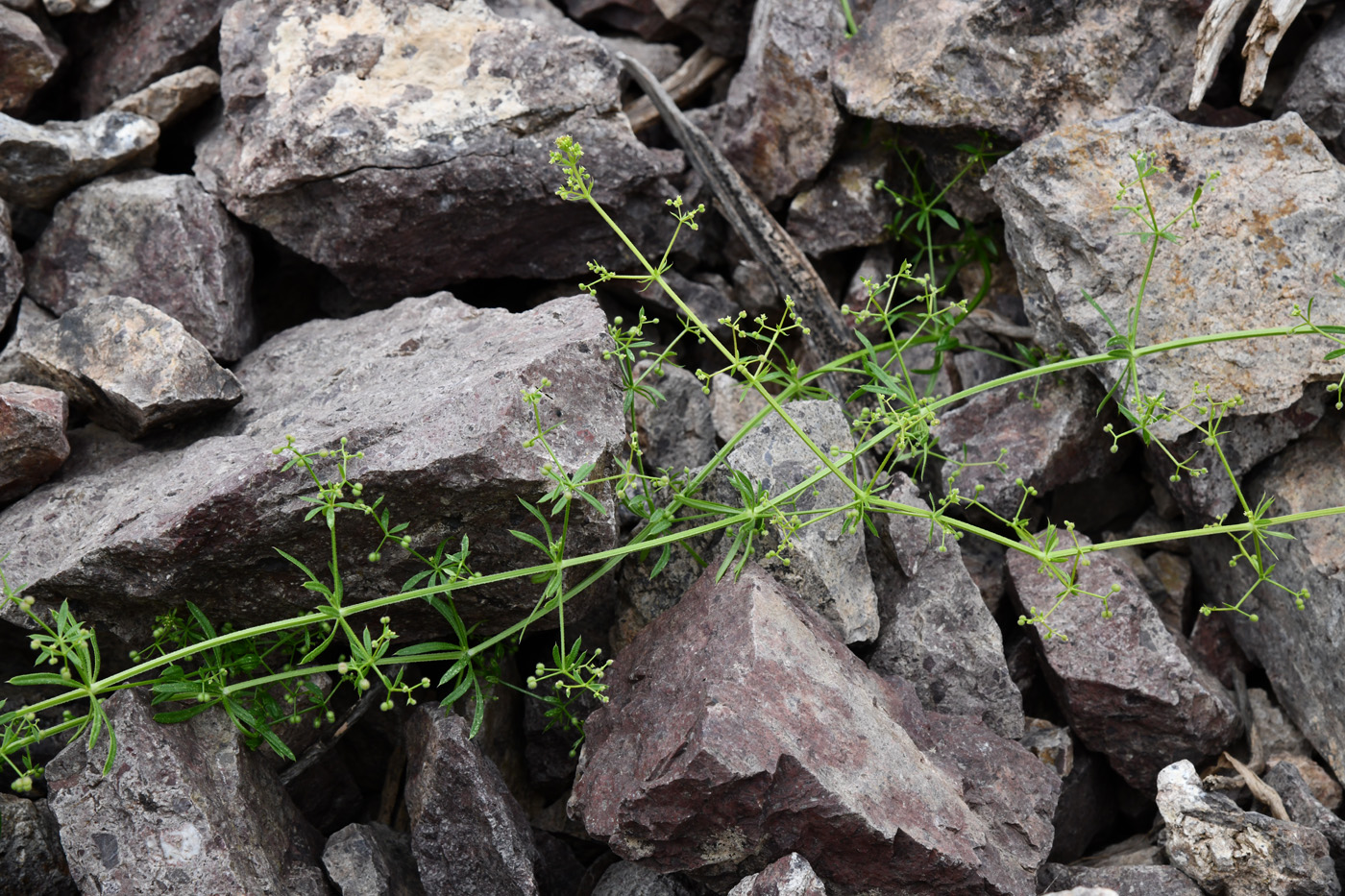Изображение особи Galium aparine.