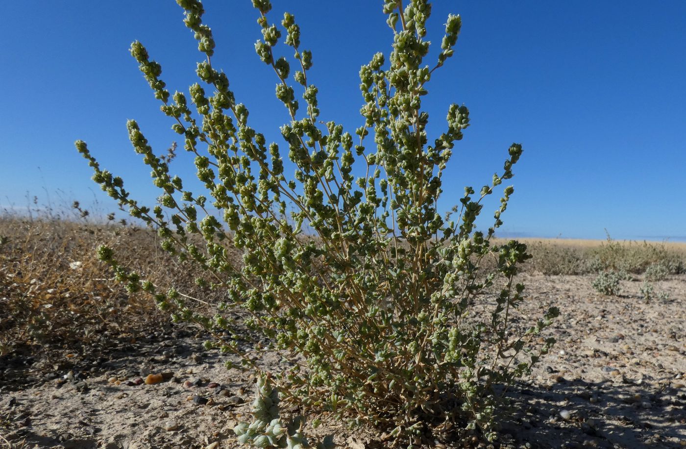 Image of Salsola nitraria specimen.