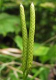 Lycopodium clavatum