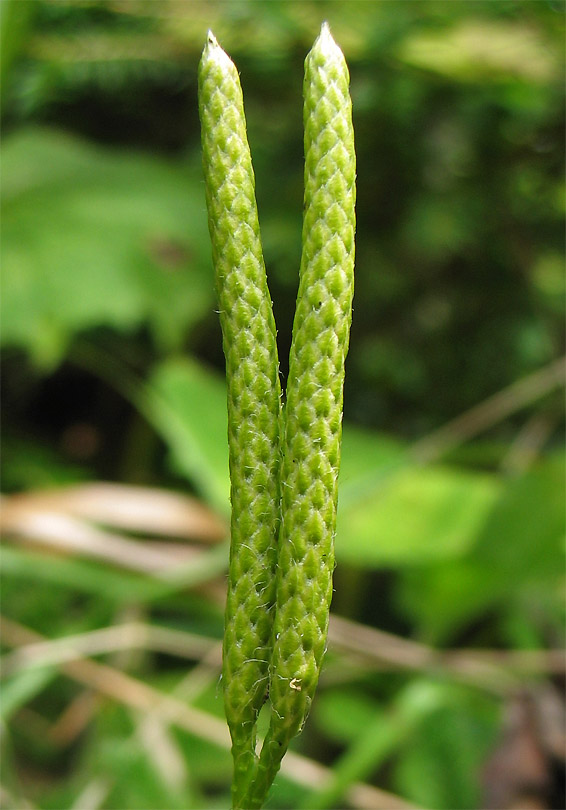 Image of Lycopodium clavatum specimen.