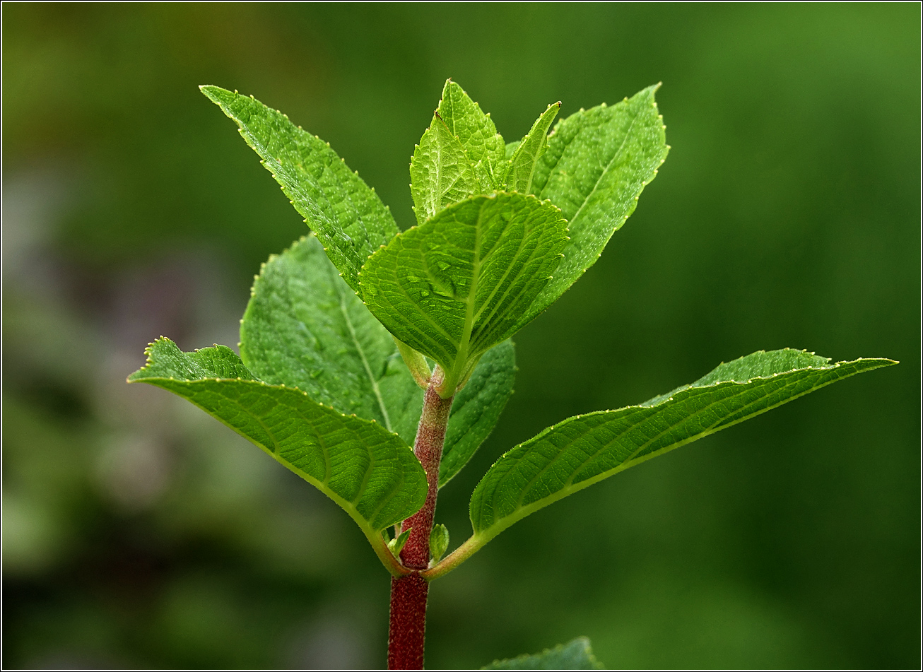 Image of Hydrangea paniculata specimen.
