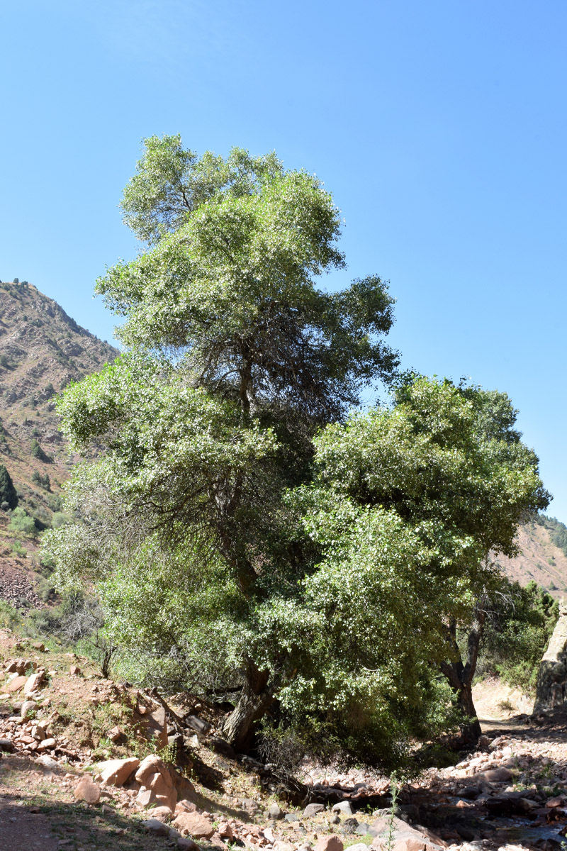 Image of Populus afghanica specimen.