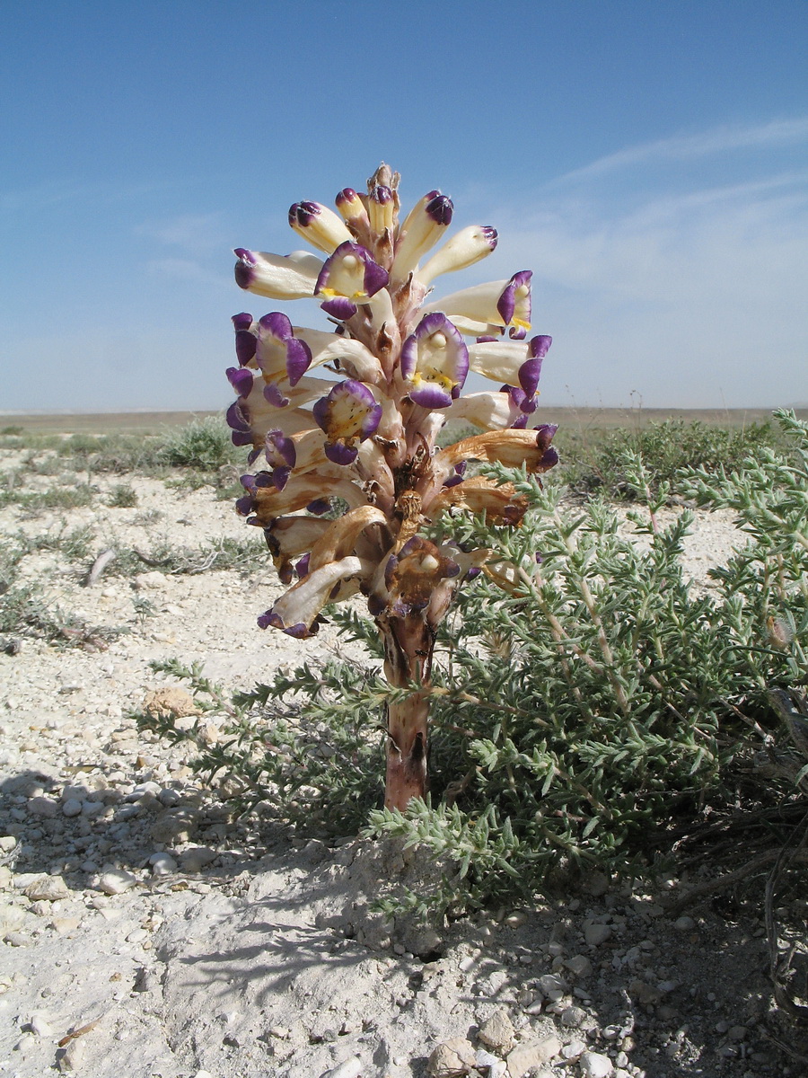 Image of Cistanche salsa specimen.